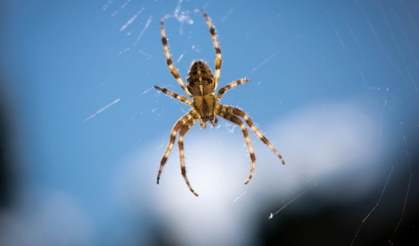 Die Fast Phobia Cure: Spinne im Spinnennetz