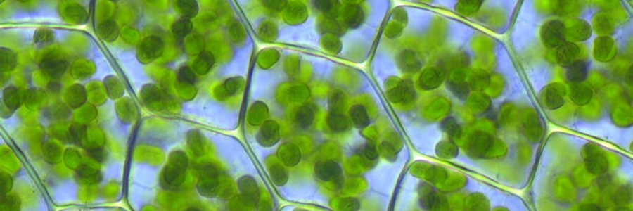 Sichtbare Chloroplasten in den Zellen des Schnecken-Knöterich