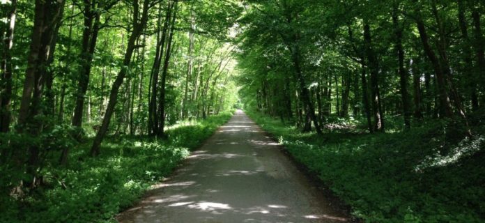 Weg durch den Wald - Waldweg