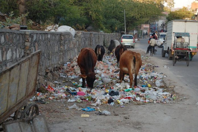 1280px-Jaipur_cows_eating_trash Cows eating trash, Jaipur, India.