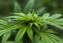 5 Gründe, warum Hanf-Toilettenpapier täglich 27.000 Bäume retten kann Hanf, das auch als Klopapier verwendet werden kann