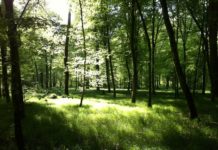 Wohin mit unserer Wut? Grüner Wald mit Sonnenstrahlen