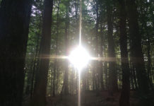 Das größte Verbrechen der Kirche Kreuz aus Sonnenstrahlen im Wald