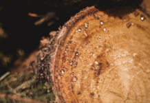 Waldmedizin: Heilkräfte der Bäume und ihre Anwendung in der modernen Naturheilkunde Waldmedizin durch Harz im Baum